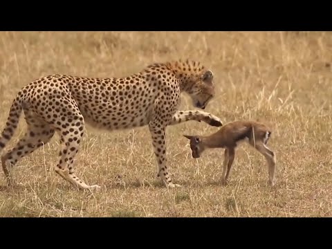 When big cats HUNT and EAT newborn prey alive | Why lions play with their prey