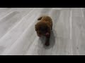 Cavapoo dogs for sale: Pip - Video 1