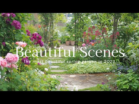 jardin-papillons-giroflée-fleurs-jaunes-oranges