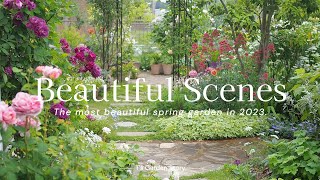 [2023 Compilation] The most beautiful natural garden of roses, clematis, and perennials [Gardening]