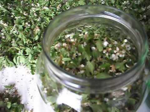 Glog (Crataegus oxyacantha)-cvijet; Kako napraviti tinkturu