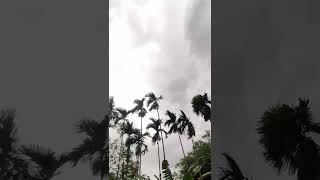 Download lagu Motoliya Botahe  || Assamese  Whatsapp Status ||Short Video || mp3