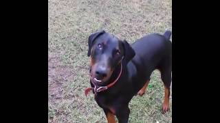 Comrade Dog All Videos