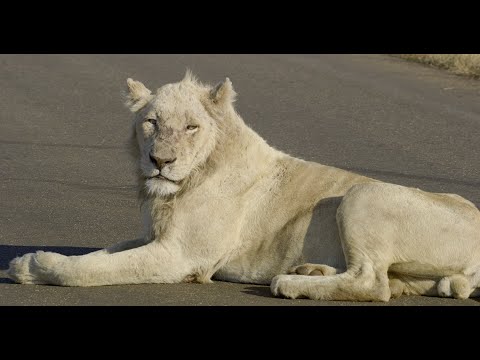A Rare White Lion in Kruger National Park - Casper!