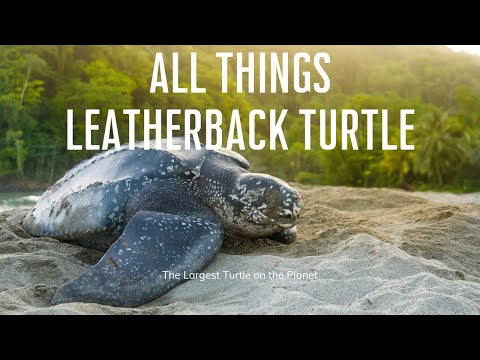 Korytnačka kožnatá (Dermochelys coriacea) — anatómia a obživa