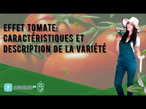 , title : 'Effet tomate: caractéristiques et description de la variété'