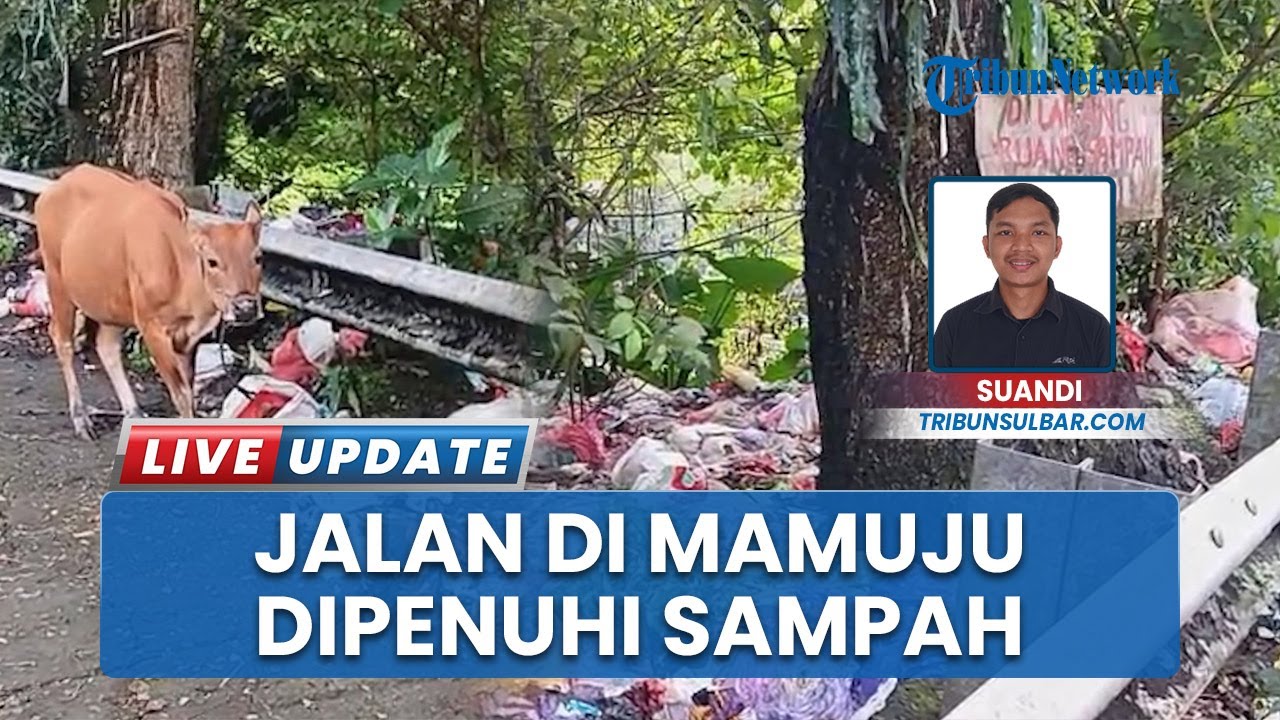 Jl Gatot Subroto Mamuju dipenuhi sampah Sapi Warga Ikut Ngasi Limbah