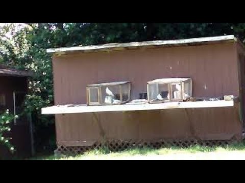 Brieftauben, was und wer ist ein Taubenflüsterer