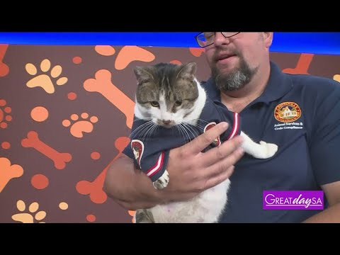Animal Services of Castroville | Great Day SA - YouTube