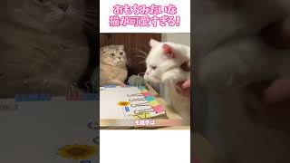 大福くんの毎日が面白すぎた#猫 #ねこ #猫動画 #大福 #もちもち猫 #癒し動画 #かわいい猫 #猫のいる暮らし #猫好き #子猫 #もふもふ #ペット