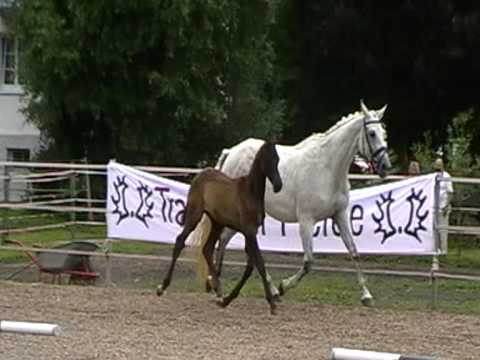 Trakehnerstutf. v. Impetus, M. v. Catarakt/Trafaret