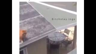 Cat faced plants a roof