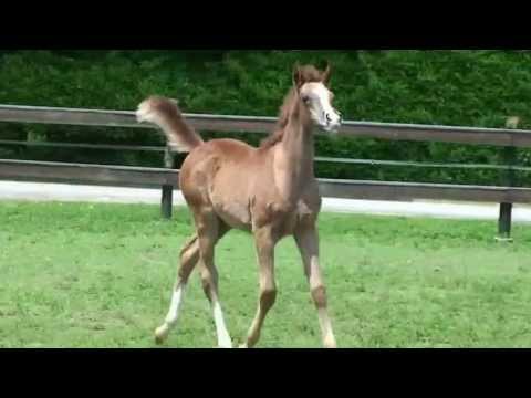 ALI MONISCIONE progeny 2013