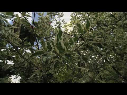 Mantuire fara asemanare