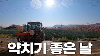 저는 이렇게 방제해요. 양파가 쑥쑥 자라고 있습니다~