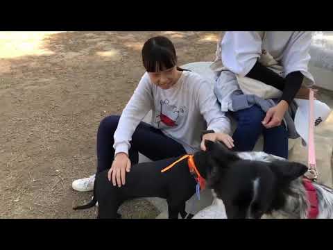 Ivy, an adopted Shepherd & Labrador Retriever Mix in San Mateo, CA_image-1