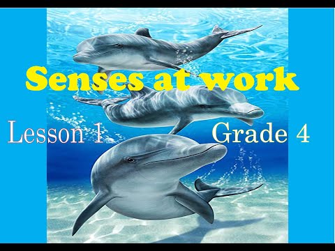 Senses at work , Concept 2 , Lesson 1