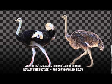 Ostrich walking. Male and female. Animation isolated and cyclical.