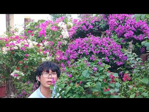 download lagu mp3 mp4 Cay Hoa Giay, download lagu Cay Hoa Giay gratis, unduh video klip Cay Hoa Giay