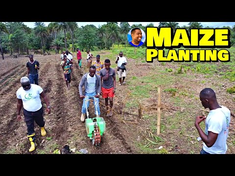PLANTING MAIZE At Triple-A Healthy Harvest Farm - 🇸🇱 Episode 2 - Farming In Sierra Leone