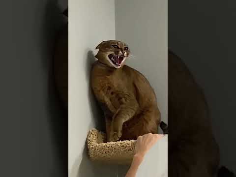 Questo gatto ODIA TUTTI tranne UNA PERSONA😂