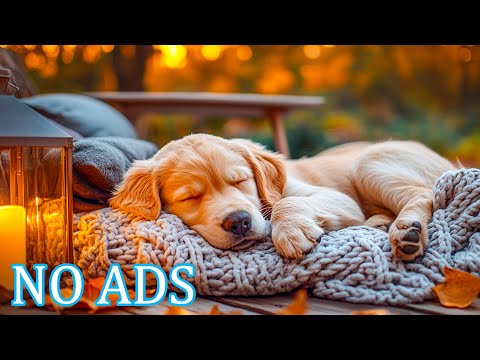12 Stunden entspannende Schlafmusik für Hunde 🌙 Sanfte Klänge für tiefen Schlaf bei Hunden 🐶 Musik