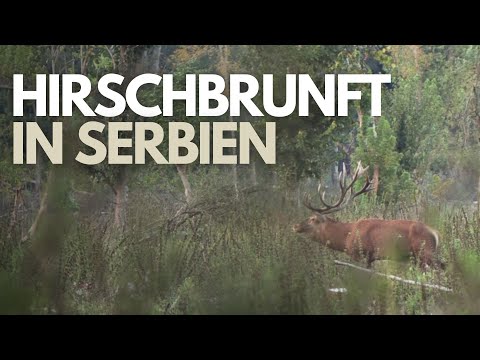 Hirschbrunft in Serbien I Die stärksten Hirsche Europas