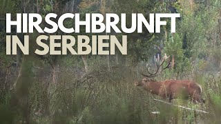 Hirschbrunft in Serbien I Die stärksten Hirsche Europas