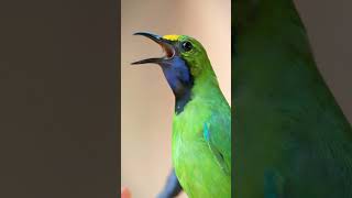 Download lagu Suara Burung Leafbird Berdahi Emas 4K | Nyanyian Burung Leafbird Langka dari Dekat | Chloropsis aurifrons Short mp3