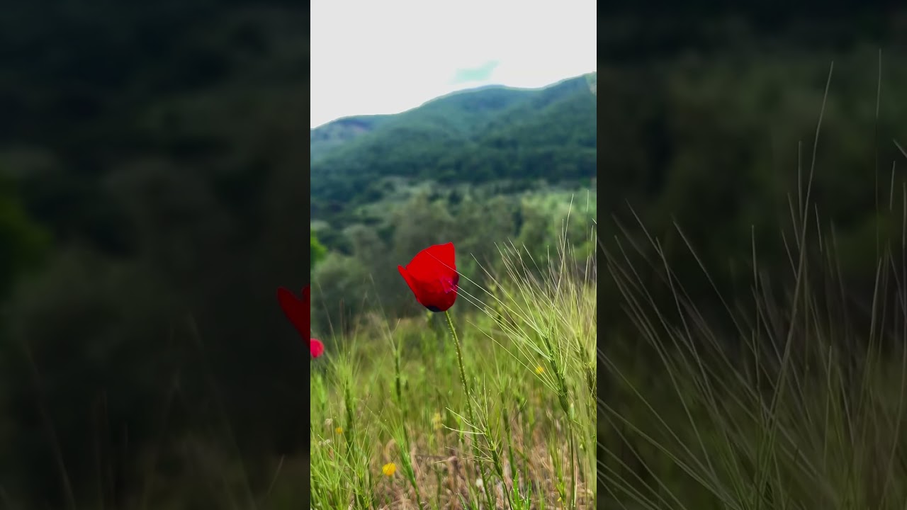 Ida Nature Art 1