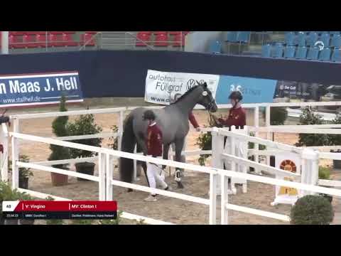 Hengststation Bachl_Sohn v. Vingino_Züchter Hans Herbert Pohlmann_Schaufenster der Besten_Neustadt