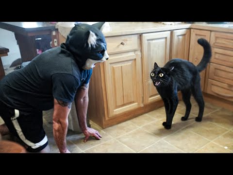 Funny animals react to "themselves" 🤯🐕