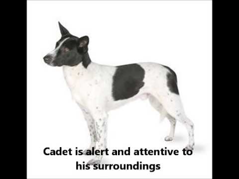 Canaan Dog