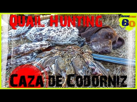 CAZA DE CODORNIZ CON PERRO DE MUESTRA #15 | LANCES de MEDIA VEDA | QUAIL HUNTING | 2016 | HD