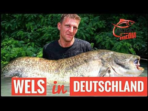 Grundkurs Welsangeln in Deutschland: Mit Tauwürmern und U-Pose – Gregor trifft den Profi