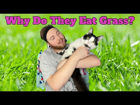 Why Do Cats Eat Grass? - Paws 2 Care 4