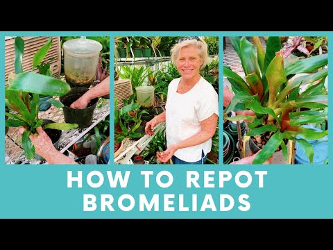 How to divide and repot bromeliads