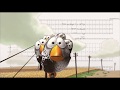 For The Birds