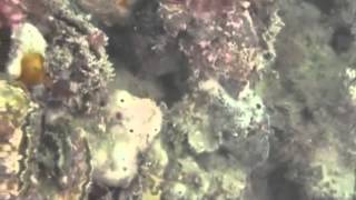 Gemello - Nocturnal (unofficial video)