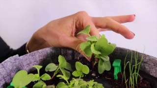 How to Thin White Icicle Radishes