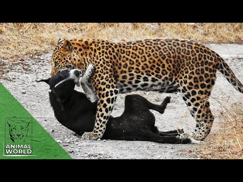 Leopard vs dog | 7 brutal leopard attacks on dogs caught on camera! | Animal World