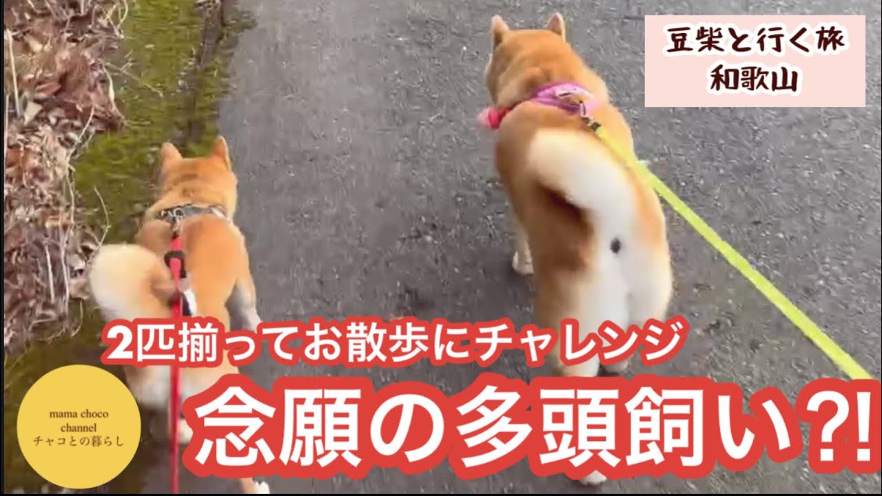 念願の多頭飼い⁈一緒に散歩したら?!‥‥