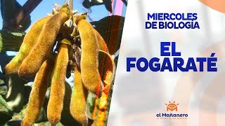 Miercoles de biología – El Fogaraté en El Mañanero