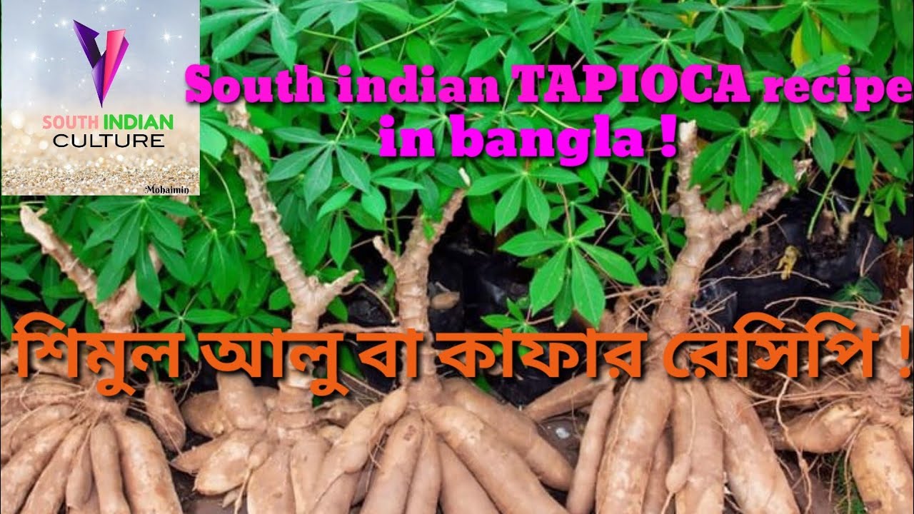 শিমুল আলু বা কাফার রেসিপি || South Indian TAPIOCA Recipe in Bangla