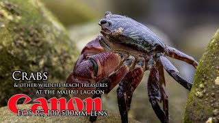 I got crabs at the Malibu Lagoon - Canon R7 and  100-500mm lens and the 1.4 extender - 1120mm EQV