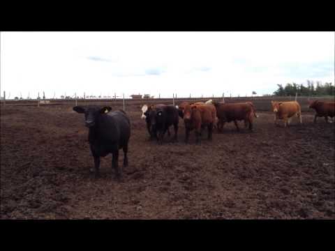 129 novillos gordos, de 420 a 440 kgs, trazadosBraford, Brangus y sus cruzas