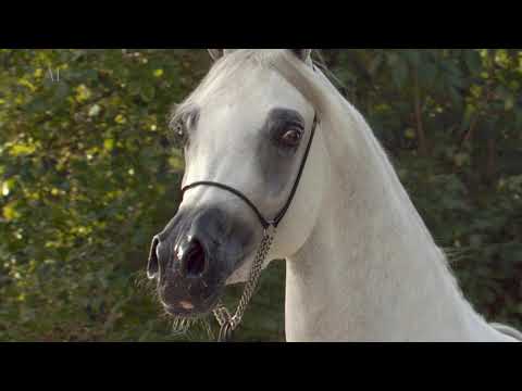 ⁣🌺 YAMAMA AL NASSER 🌺⁣ (NASSER AL RAYYAN x JURIE AL RAYYAN), 2019 Straight Egyptian Filly