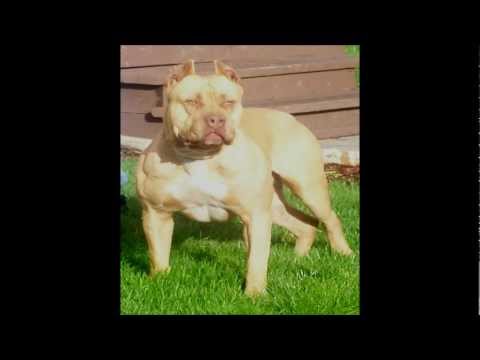 POPOV ft.NOB(rootsneg) K-JO