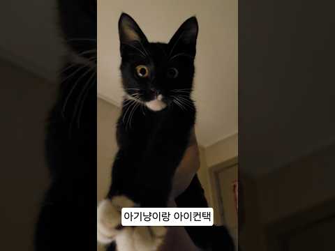 편집 방해 중인 깡패 고양이
