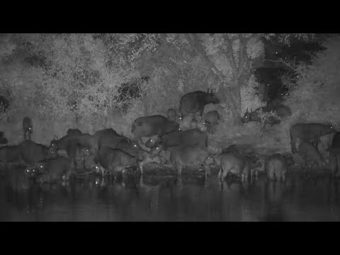 Djuma: Buffalo herd comes to Vuyatela dam at night-Pt:1 - 02:10 - 05/21/20